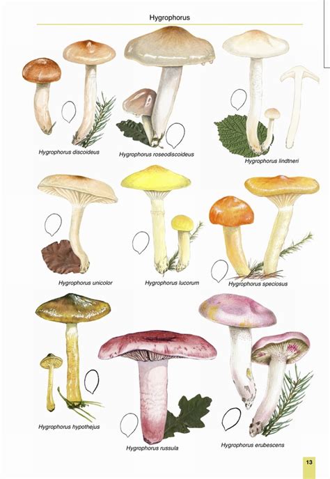 Shop for magical toadstools in great britain